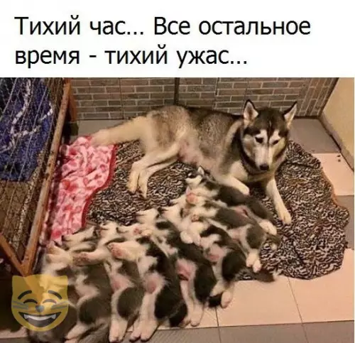 Смешная картинка №334486 #приколы #картинки #мемы ?