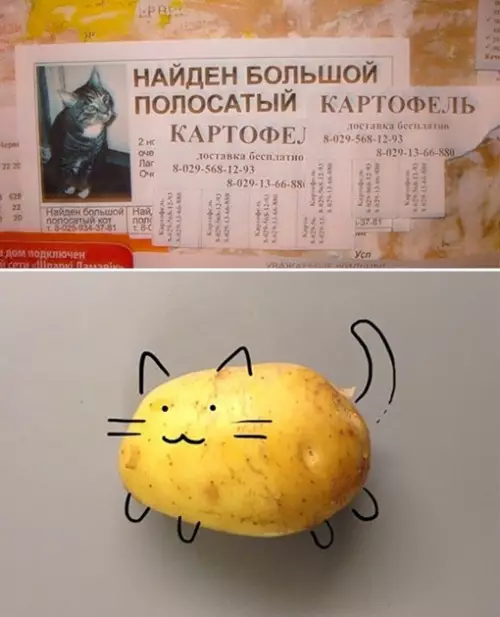 Смешная картинка №652565 Обычный Белорусский Кот
