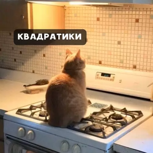 Смешная картинка №427661 Koт и квaдpaтики