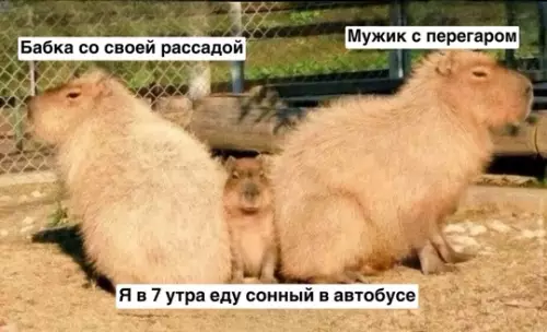 Смешная картинка №736427 Уют