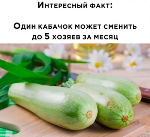 Смешная картинка №654419 кабачки