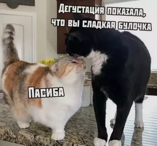 Смешная картинка №667527 Сладкая булочкаКомментарии коты