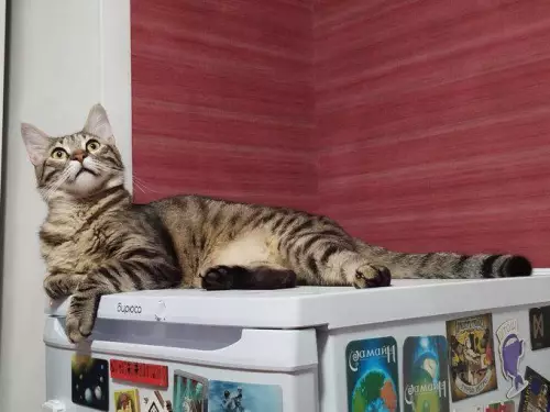 продолжение Смешная картинка №788186