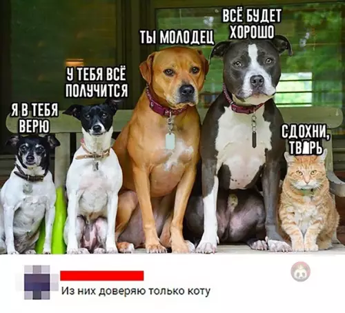 Смешная картинка №472955 Зато честно)