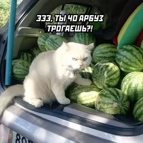 продолжение Смешная картинка №587309 Продавцы арбузов бывают только двух видов: коты
