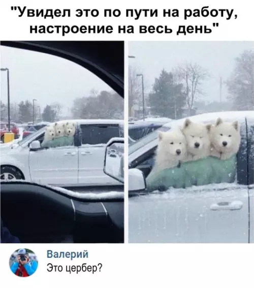 Смешная картинка №321133 собаки