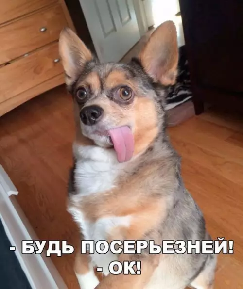 Смешная картинка №245474