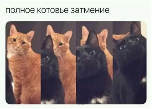 Смешная картинка №311146