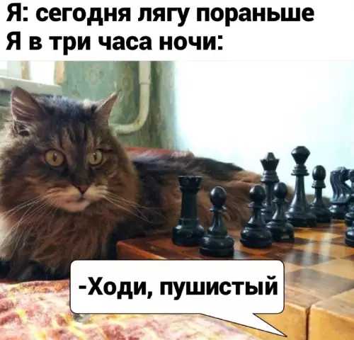 План на вечер пошел по п*зде 🐈‍⬛♟️ - Я: сегодня лягу пораньше Я в три часа ночи: -