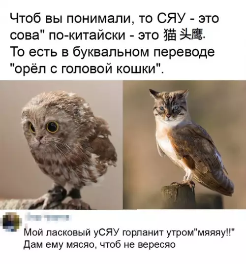 Смешная картинка №581447 Cяy