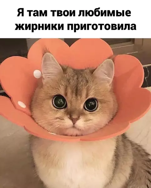 продолжение Смешная картинка №571056 Жиpники тaк жиpники