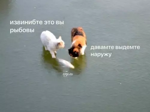 Кот-рыболов вышел на охоту 🐈🐟 - извините это вы рыбовы давайте выдемте наружу оуль