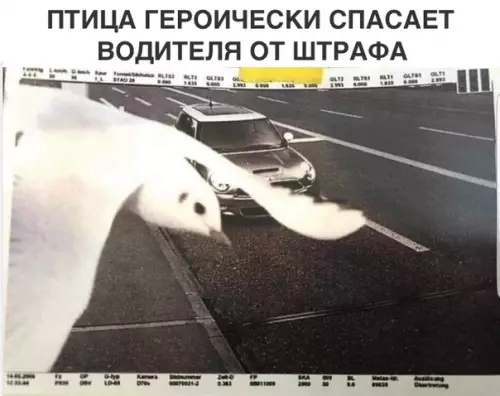 Смешная картинка №302758 Не все герои носят плащи