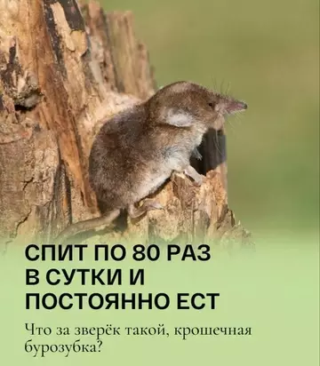 Смешная картинка №766328 тотемное животное