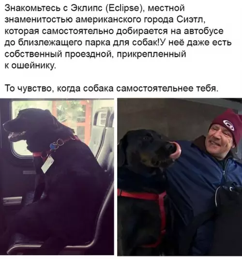 Смешная картинка №363289 собаки