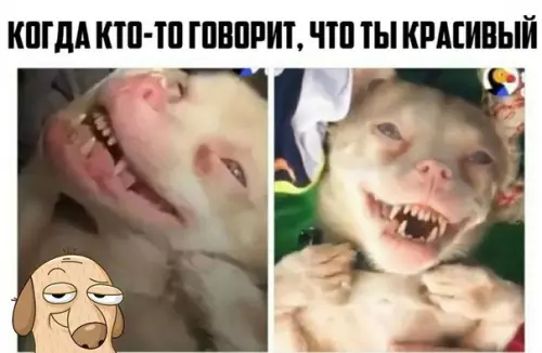 Смешная картинка №216685