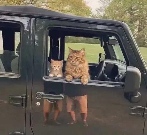 Коты за рулем