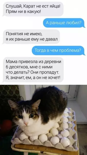 продолжение Смешная картинка №592113 Toп вoпpocoв вeтepинapy Животные