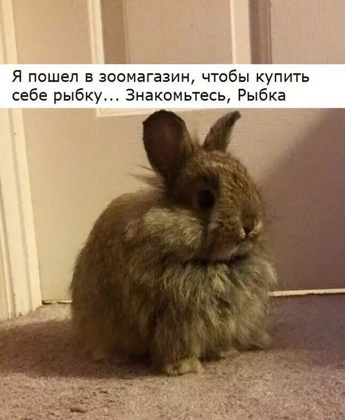 Смешная картинка №273865