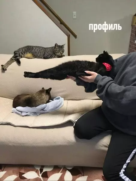 продолжение Смешная картинка №587320 Когда пришли гости, и ты выносишь кота, чтобы показать, какой у тебя кот Коты