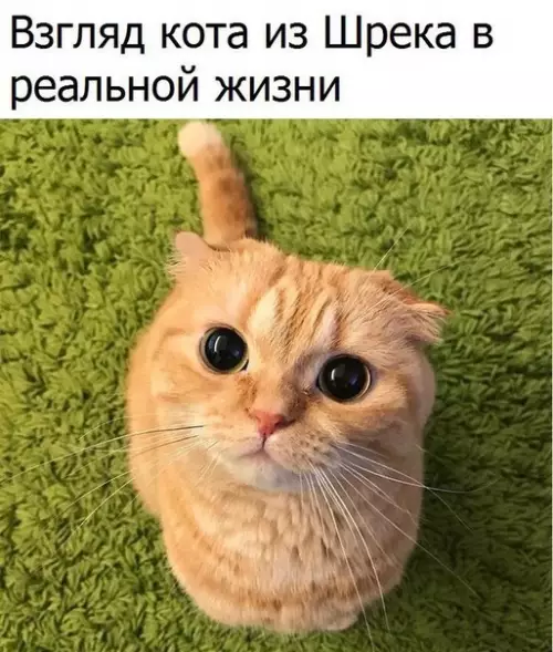 Смешная картинка №271649