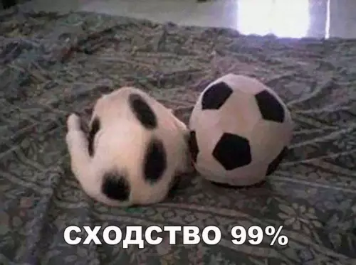 Смешная картинка №293224 Главное, не буцнуть Кошки