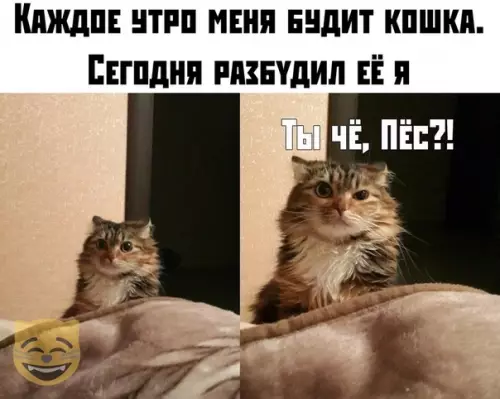 Смешная картинка №381799 #приколы #картинки #мемы ?