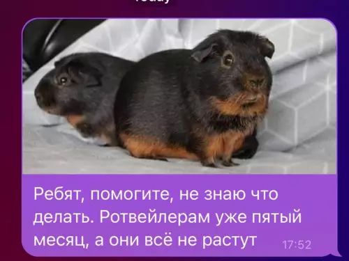 Смешная картинка №694906 Так, стоп... Животные