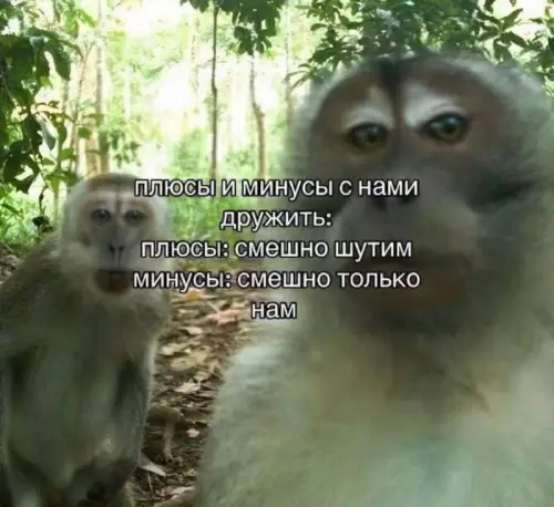 Плюсы и минусы дружбы с обезьянами