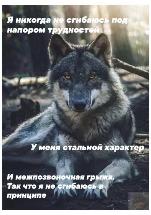 Стальной характер и грыжа 🐺 - Я никогда не сгибаюсь под напором трудностей. У меня стальной