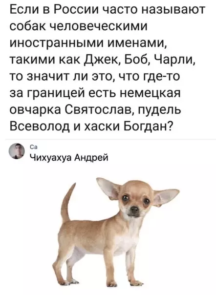 Смешная картинка №466966 Неплохо собаки