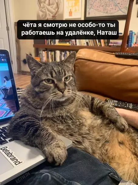 Смешная картинка №480084 Если ты надеялась, что дома тебя будут меньше контролировать, то нет