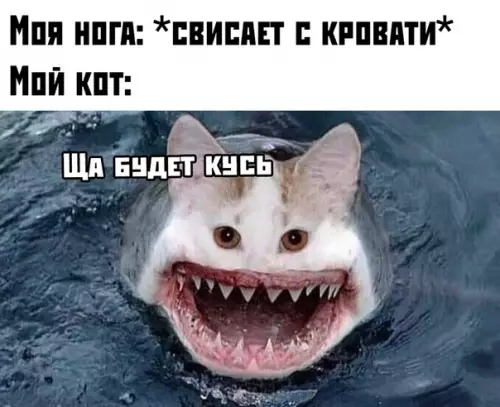 Смешная картинка №396440 Коты