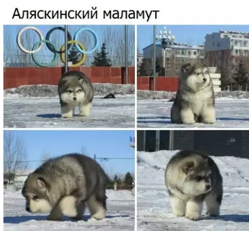 Смешная картинка №239189