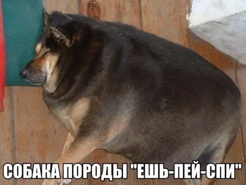 Смешная картинка №228865