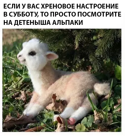 Смешная картинка №290460