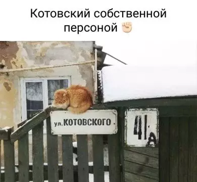 Смешная картинка №666309 Коты 