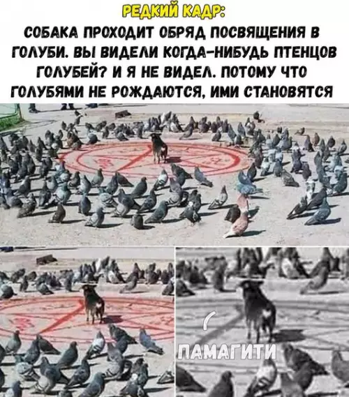 Смешная картинка №206739