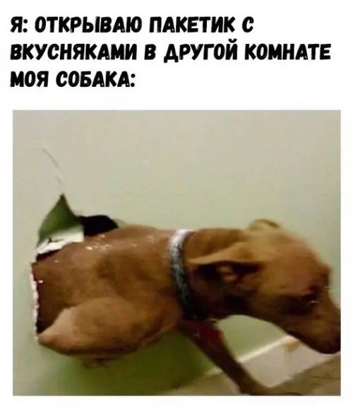 Смешная картинка №271894 Собаки