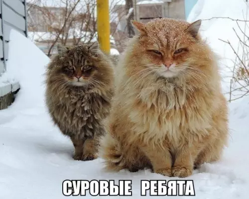 Смешная картинка №229267