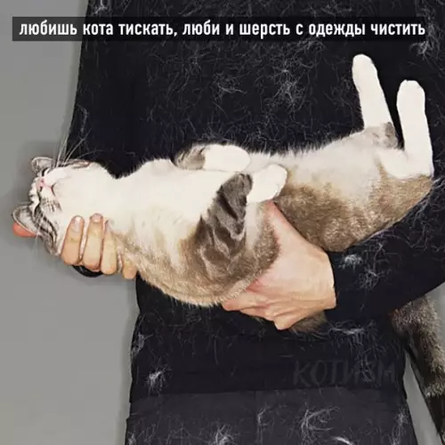 продолжение Смешная картинка №569992 Котовьи поговорки