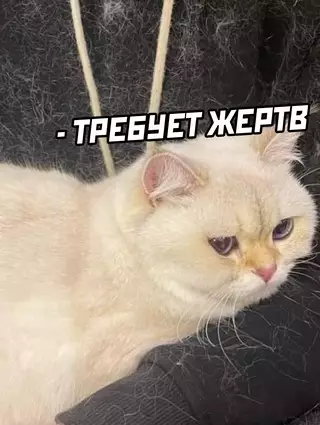 продолжение Смешная картинка №633091