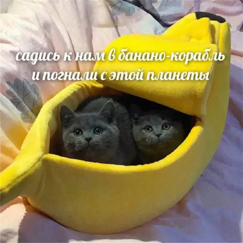 Смешная картинка №691222 коты
