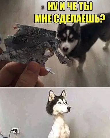 Смешная картинка №388843 собаки