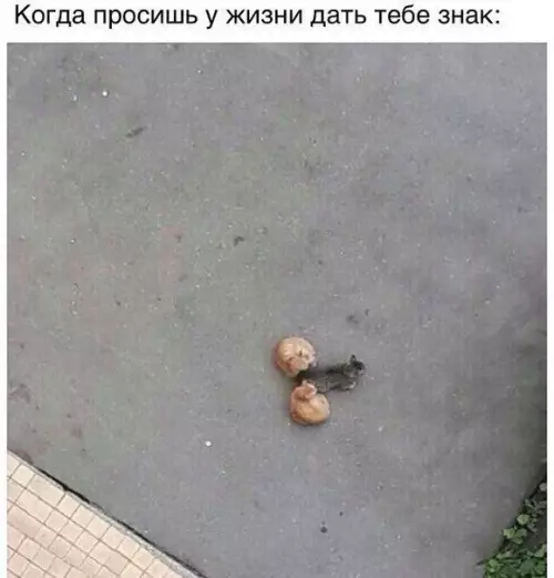 Смешная картинка №381220