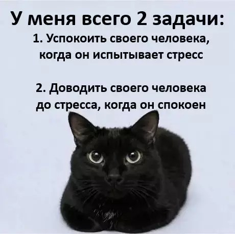 Кошачьи планы на твою нервную систему 😼 - У меня всего 2 задачи: 1. Успокоить своего человека, когда