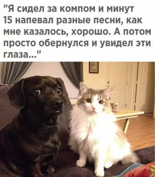 Смешная картинка №207325 кошки, собаки, животные