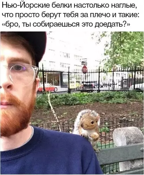 Смешная картинка №679188 белки, животные
