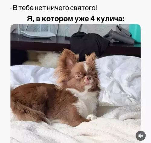 Собака-сладкоежка