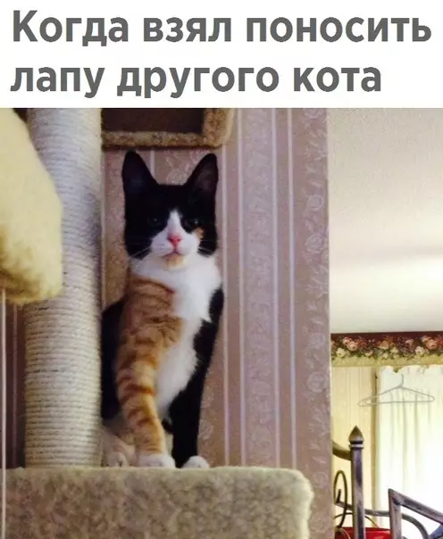 Смешная картинка №280599